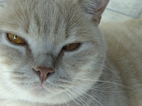 Fat Brown Cat~~Meditation in Nowness