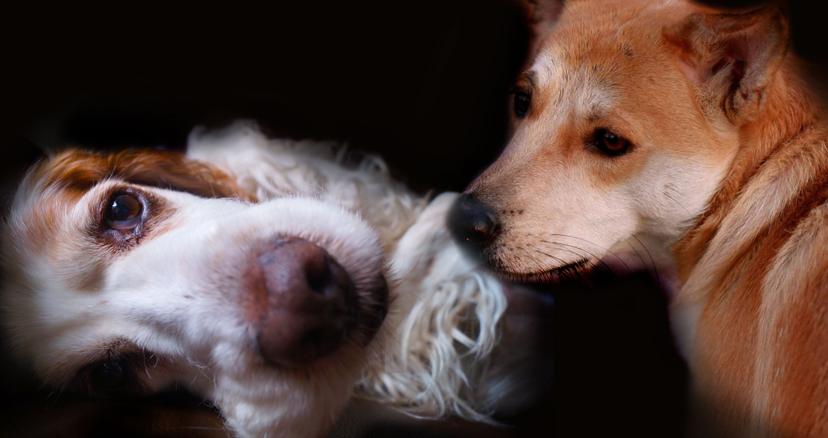 Best Friends written by Genie Nakano at Spillwords.com