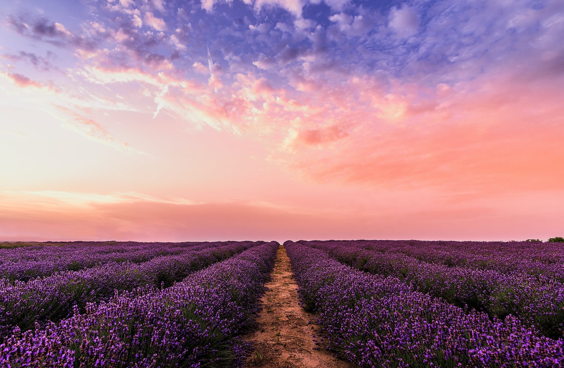Lavender Fields Forever